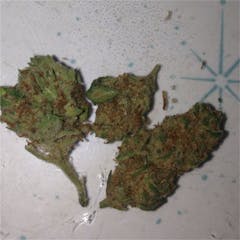 User uploaded image of Sequoia Strawberry