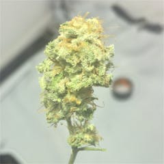 User uploaded image of Sequoia Strawberry