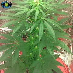 User uploaded image of Serious 6