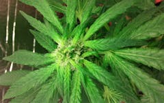 User uploaded image of Serious 6