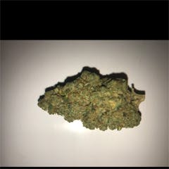 User uploaded image of SFV Dog