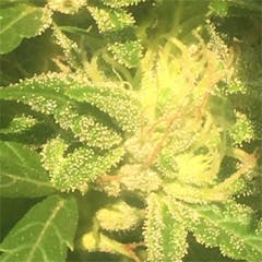 User uploaded image of SFV Dog