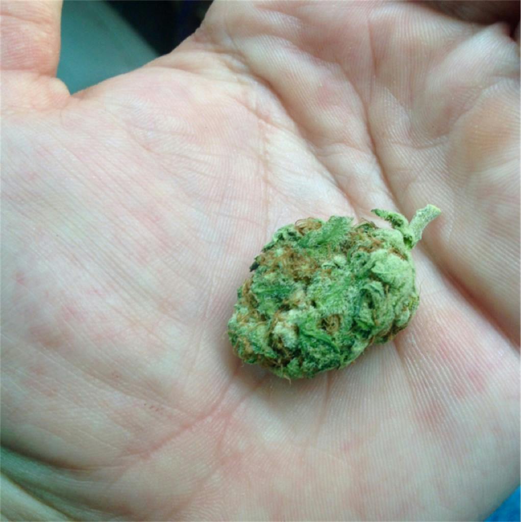 SFV OG Kush aka San Fernando Valley Kush, SFV OG,