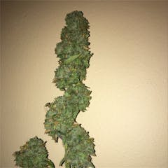 User uploaded image of SFV OG