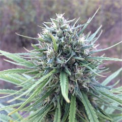 User uploaded image of Shaman