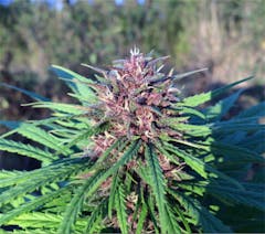 User uploaded image of Shaman