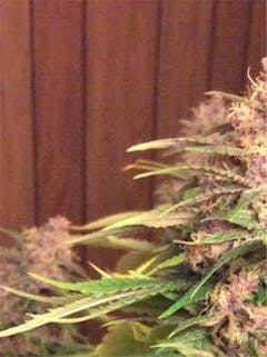 User uploaded image of Shaman