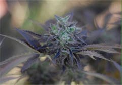 User uploaded image of Shangri-La