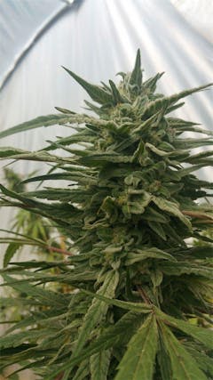 User uploaded image of Shangri-La