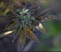 User uploaded image of Shangri-La