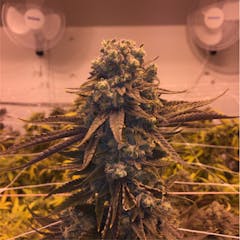 User uploaded image of Shangri-La