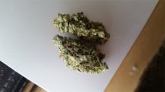 User uploaded image of Shark Shock