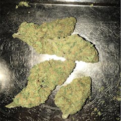 User uploaded image of Shark Shock