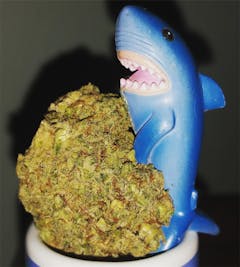 User uploaded image of Shark Shock