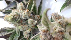 User uploaded image of Shark Shock