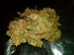 User uploaded image of Shark Shock