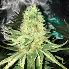User uploaded image of Sharksbreath
