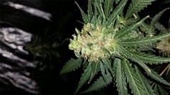 User uploaded image of Shiatsu Kush