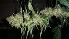 User uploaded image of Shiatsu Kush