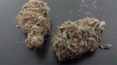 User uploaded image of Shiatsu Kush