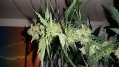 User uploaded image of Shiatsu Kush