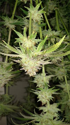 User uploaded image of Shiatsu Kush