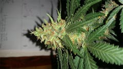 User uploaded image of Shiatsu Kush