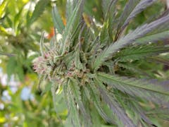 User uploaded image of Shishkaberry