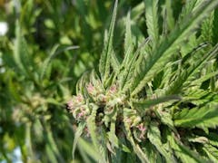 User uploaded image of Shishkaberry