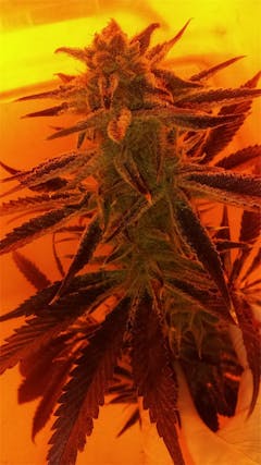 User uploaded image of Shishkaberry