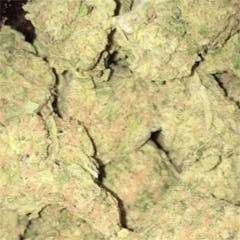 User uploaded image of Shiva Skunk