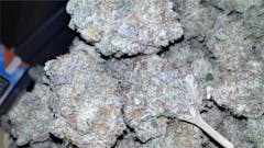 User uploaded image of Shiva Skunk
