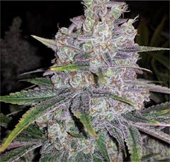 User uploaded image of Shoreline