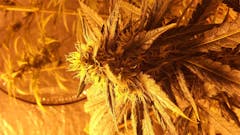 User uploaded image of Shoreline