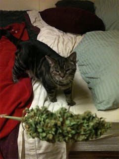 User uploaded image of Sierra Mist