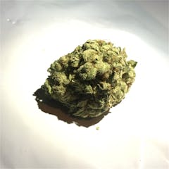 User uploaded image of Silver Back