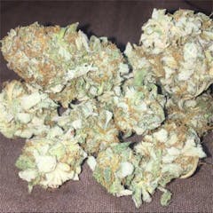 User uploaded image of Silver Back