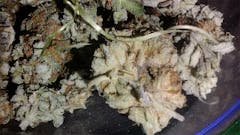 User uploaded image of Silver Back