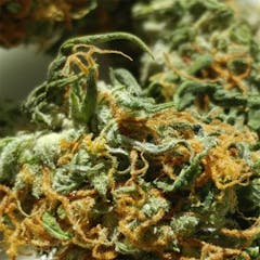 User uploaded image of Silver Haze