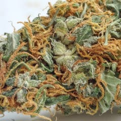 User uploaded image of Silver Haze