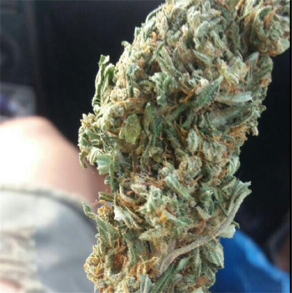 Silver Kush Marijuana Strain Information Leafly