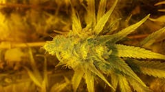 User uploaded image of Silver Kush