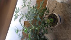 User uploaded image of Silver Pearl