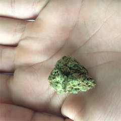 User uploaded image of Silver Pearl