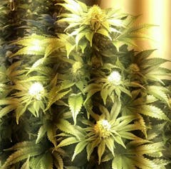 User uploaded image of Silver Pearl