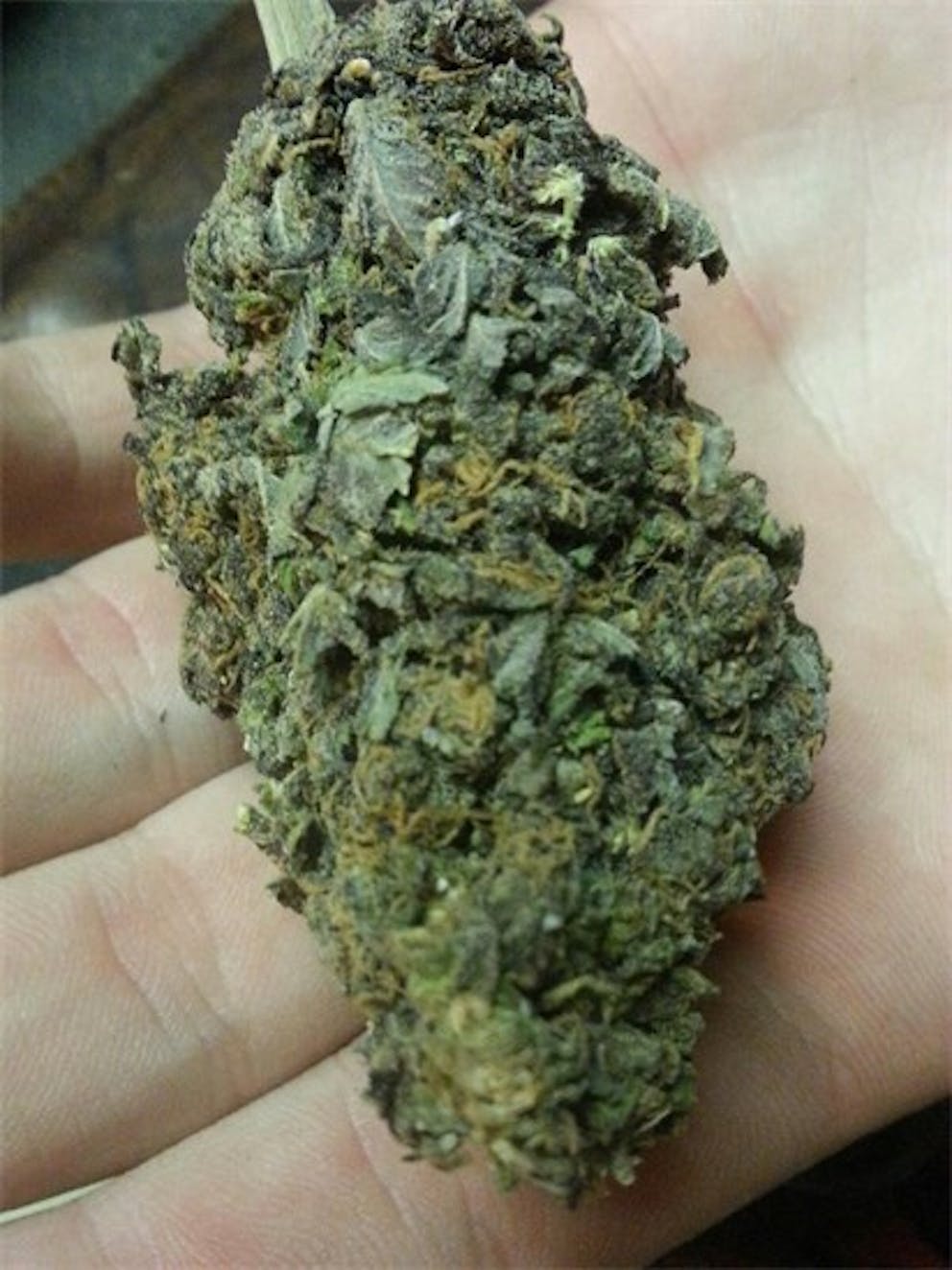 Photos of Silverback Gorilla Weed Strain Buds Leafly