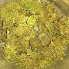 User uploaded image of Silverback Gorilla