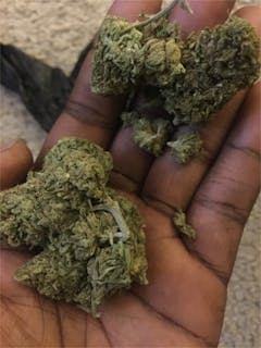 User uploaded image of Silverback Gorilla