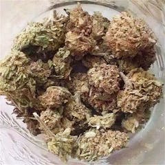 User uploaded image of Silverback Gorilla