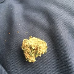 User uploaded image of Silverback Gorilla